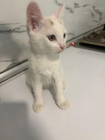 it pişik: Türk anqora, Yaxşı əllərə, Ünvandan götürmə — 4