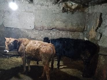 Yemlər: Sarı dana erkək qara dana dişi barter var balalir ineklər — 1