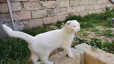 satiliq pisikler: Şotland, Dişi — 5