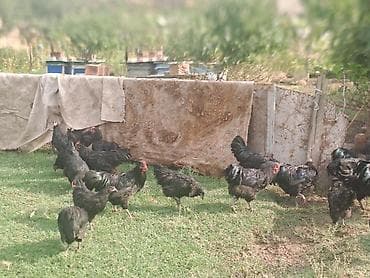goyercin satisi 2019: Avstrolop toyuqları satılır.Fərələr yeni yumurtaya düşüb — 4