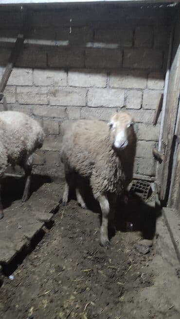 Inəklər, öküzlər: Erkek Quzu satılır diri çəki ilə. Sağlam qurbana yararlı heyvandir — 3