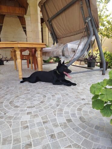 metbex stol stulu: Oturacaq-yelləncək, Zontikli, Metal — 2