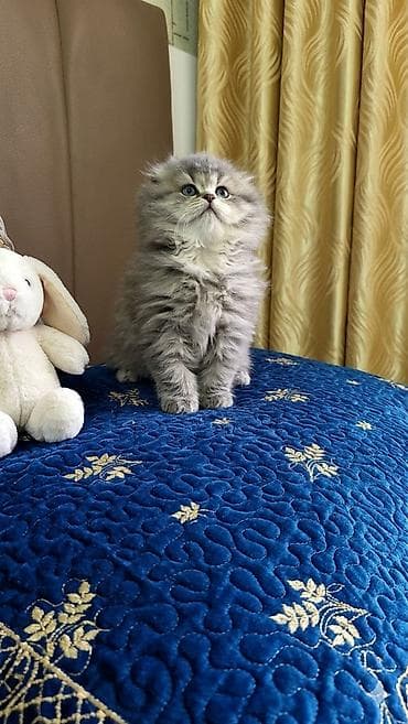 Tam sağlam toppuş balalar!!!