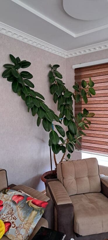 Lincoln: Fikus bitkiləri satılır . Həmişəyaşıldır . Otaqların ofislərin — 3