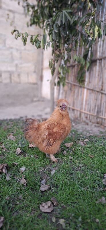 setter it cinsinin digər adı: Qırmızı PonPon xoruzu — 1