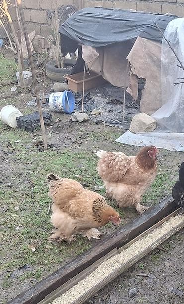 Brama 2 fərə erkəyi yuxdu deyə satıram 2 sin gütürənə endirim olar