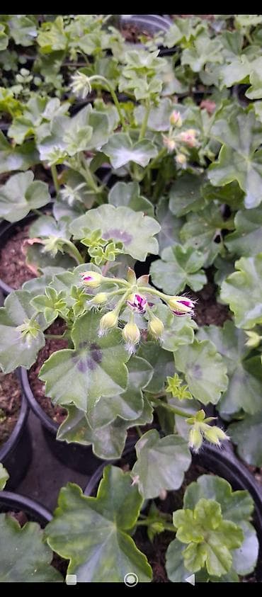 avtomatik suvarma: Pelargonium (mürəkkəb adla — sardunya) saxsı gülləri - Rəng — 2