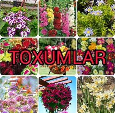 Toxumlar: Gül Toxumların Satışı 🌸!!! Catırılma mövcüdür 🚚 Bölgələrə catırılır 📦