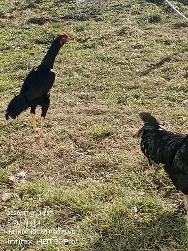 Qara rəngli heyratı kənd toyuğu (xoruz). Uzun boylu, incə quruluşlu