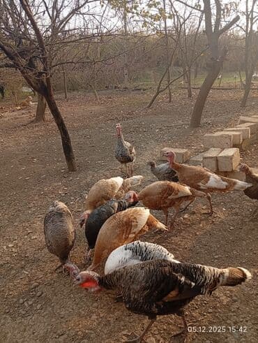 çəpiş əti: Erkək, Damazlıq — 3