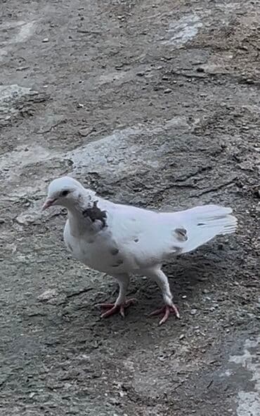 arpa bugda: Cins: Bəzək/şəhər göyərçini Rəng: Ağ fon üzərində qəhvəyi ləkələr — 1