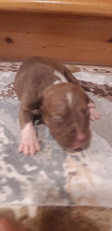 it pitbull: Pitbul, Peyvəndli — 3