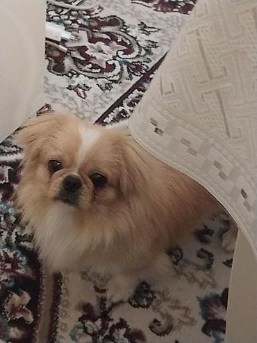 pekines it satisi: Pekines, 1 il, Erkek, Cütləşmə üçün, Pulsuz çatdırılma — 5