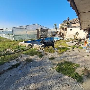 cins buzovlar: Keçi temiz ereb kecisidir tek qalıb satlır 3 qarın dogub - Cins — 2