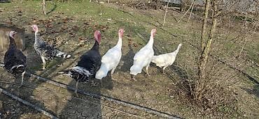 Atlar: Erkək, Ətlik, Ünvandan götürmə — 1