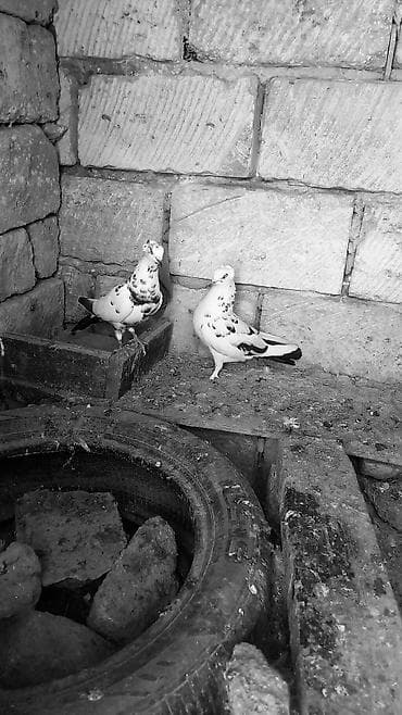 papuqay type 1: Növ: Göyərçin cütü Rəng: Ağ fon üzərində qara naxışlı (ləkəli) — 1