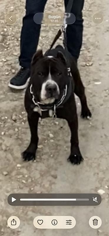 anadolu çoban iti: Pitbul — 1