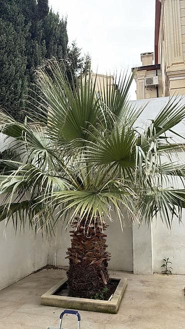 cinar ağacı: Dekorativ palma ağacı – fan tipli (Washingtonia/Chamaerops üslubunda) — 1