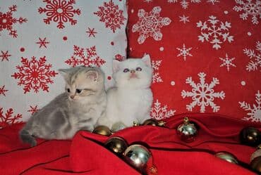 xaski balaca: Şotland, Erkək, Dişi — 8