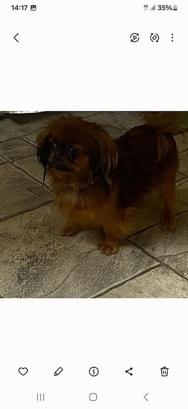 heyvanlar ucun mallar: Pekines, 2 il — 2