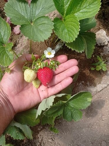 gül toxumları satışı: Çiyələk fidanları – məhsuldar, iri və şirinmeyvəli sort - Şəkillərdə — 1