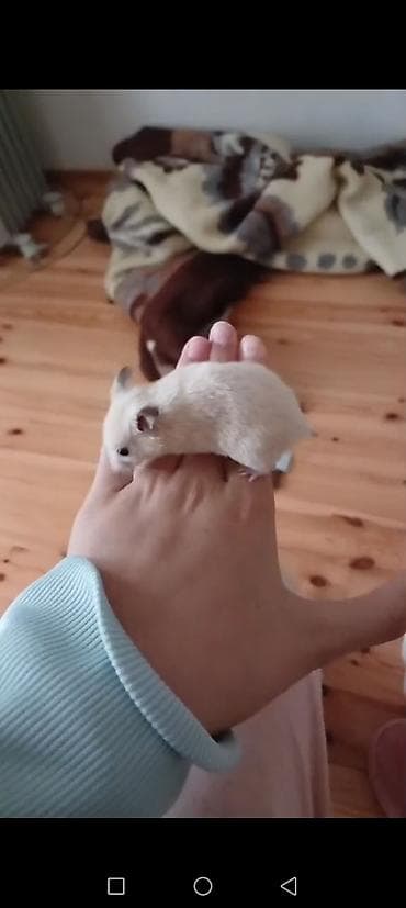 heyvanla barter: Növ: Hamster (ev heyvanı) Rənglər: krem, açıq qəhvəyi-ağ qarışıq — 2