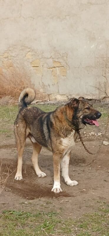 Lexus: Qurdbasar, 2 il, Erkek, Peyvəndli, Ödənişli çatdırılma — 10