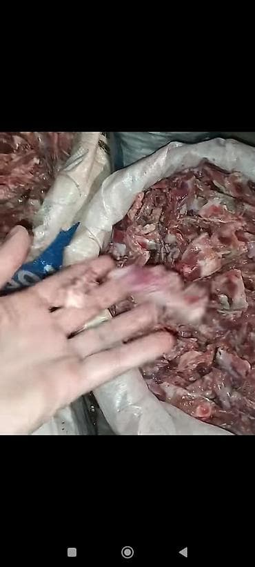 Süd məhsulları və yumurtalar: 0.20 qəpik kilosu itlər və pişiklər ücün yem itlər kücüklər kucuy it — 8