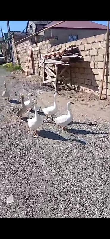 tap az at: Salam öz,qapımın,1 iılik sağlam kök qazlarıdır maşallah olsun təzə — 2