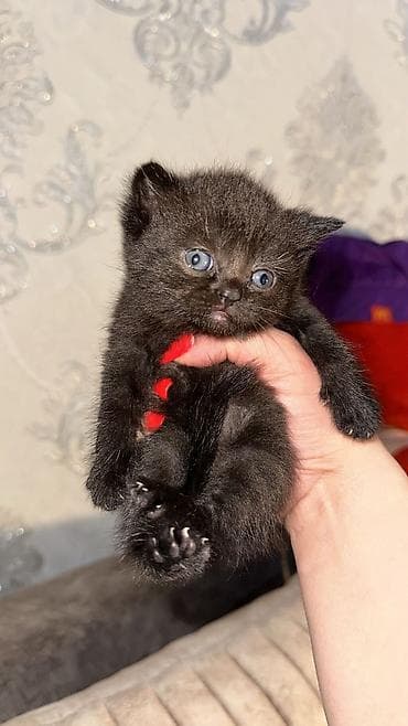 pişik pers: Britan — 2