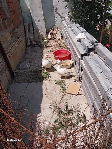 Bir cutu ağ ördək satilir qoymet 55 azin 1 dişi 1 erkek 2 si 55 azen