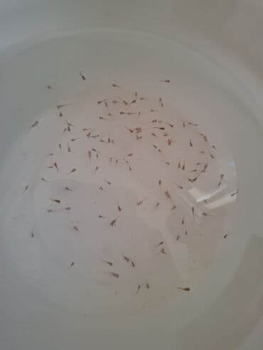 Quppi, Sülhsevər, Ünvandan götürmə lalafo.az -da Quppi, Sülhsevər, Ünvandan götürmə