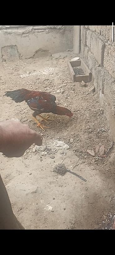 kend toyugu: Toyuq, Damazlıq — 8