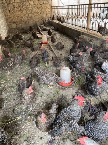 İçkilər: Salam temiz qan Xarkov mayali yumurtalari satilir say metudeti yoxdu — 7