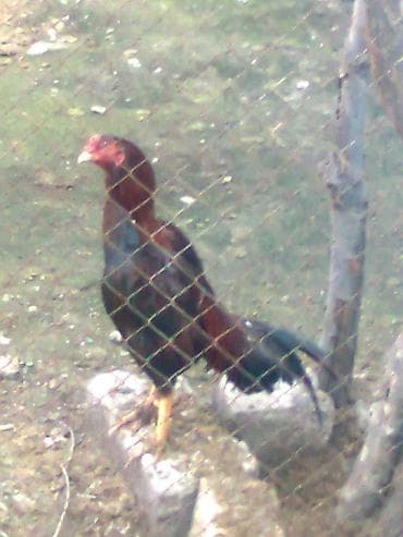 Yaxsi bece isdeyen buyursun iyunun axiridi probu var cinsi qani lalafo.az -da Yaxsi bece isdeyen buyursun iyunun axiridi probu var cinsi qani