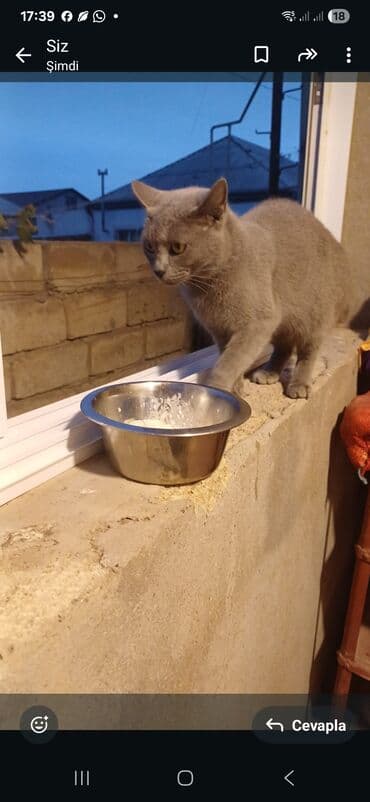 pişik cutleşdirme: Rus mavi, Yaxşı əllərə — 2