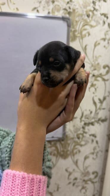 Heyvanlar üçün mallar: Miniatür pinçer, Peyvəndli — 10