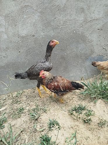 cuce gence: Toyuq, Damazlıq, Ünvandan götürmə — 1