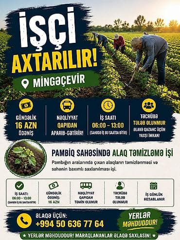 evde derzi isi: Mingəçevirdə pambıq sahəsində alaq təmizləmə işi üçün iş imkanları! - — 1
