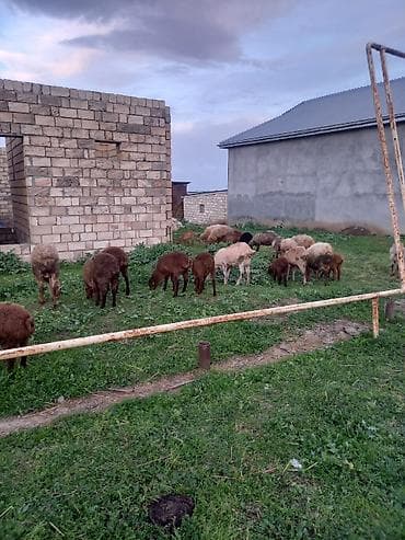 Dişi, il: 1, Damazlıq, Ünvandan götürmə