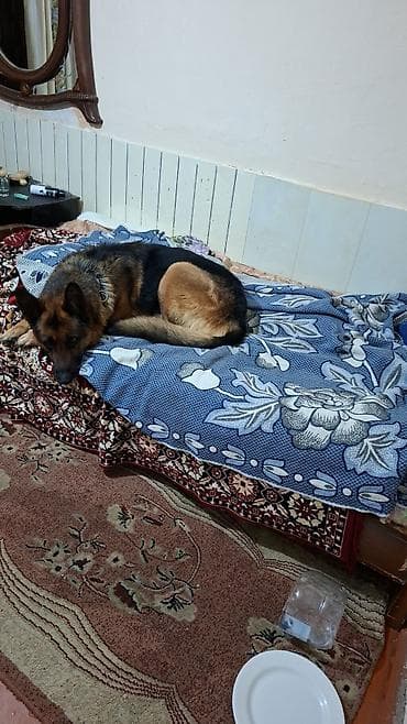 Alman çoban iti, 2 il, Erkek, Peyvəndli, Ünvandan götürmə, Ödənişli çatdırılma