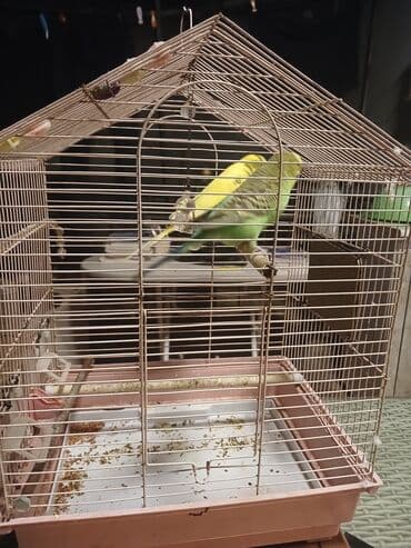 купить домик для кота: Budaqdimdiklər (papuqay) üçün qəfəs dəsti - Forma: üçbucaqlı damlı — 2