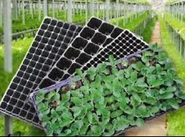 dibcek gulu: Şitil viyolası – peşəkar fidan yetişdirmə üçün plastik çoxgözlü — 2