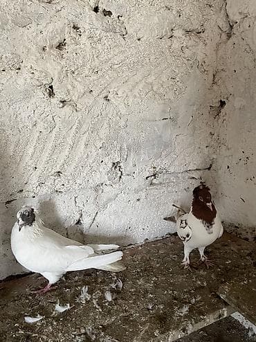 qu qusu: Manaxlar hazır cütdür bala veren heyvanlardı — 1