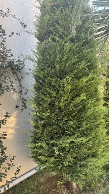 ремонт паркета: Pejaj və bağça kəsimi xidməti - Hündürlüyü və formasından asılı — 4