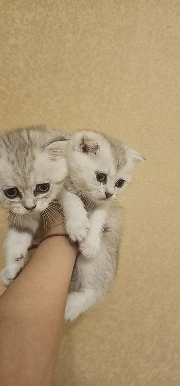 Pişiklər: Britan yastı qulaq, Erkək, Dişi, Yaxşı əllərə, Ünvandan götürmə, Ödənişli çatdırılma — 2