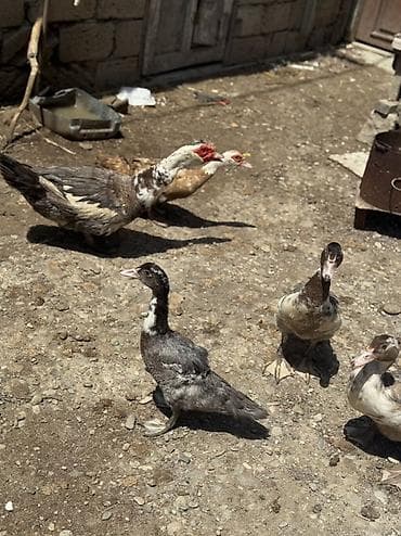 pekin ordekleri: Lavanda Lal ördəyləri, 2aylıq Balalardır. Tam Sağlam ördəylərdir — 2