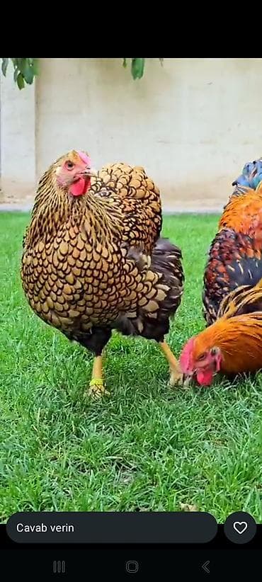 ucuz toyuqlar: Toyuq cücələri, Ətlik — 3