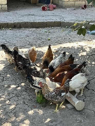 Kənd təsərrüfatı quşları: Toyuq, Damazlıq — 1