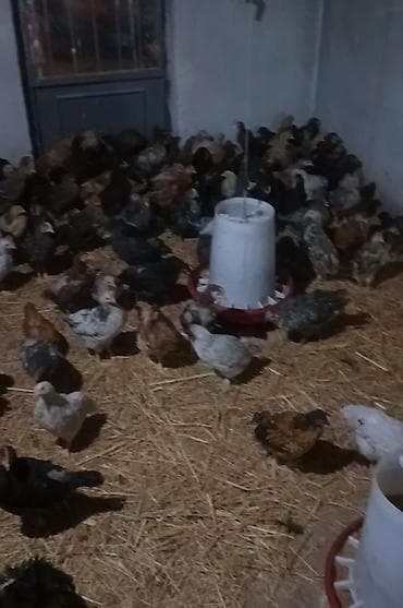 Qazlar: Toyuq cücələri, Ətlik — 2